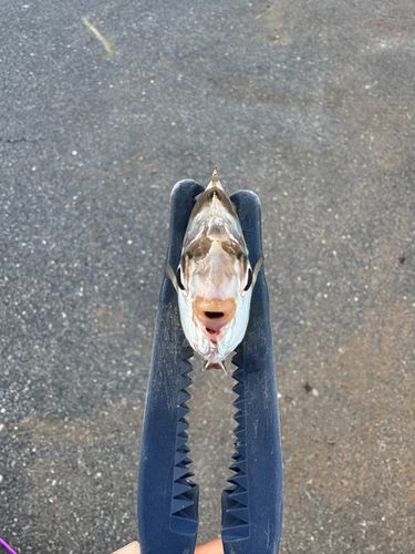 ヒイラギの釣果