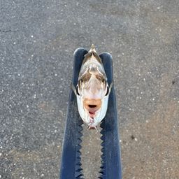 ヒイラギ