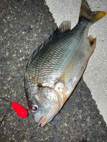 キビレの釣果