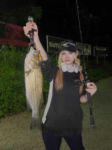 ストライパーの釣果