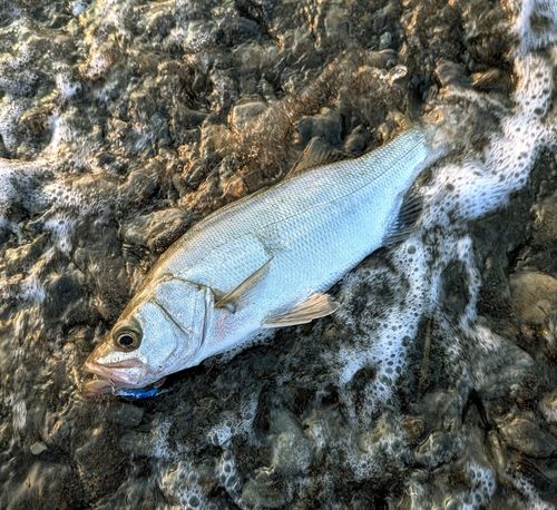 セイゴ(ヒラスズキ)の釣果