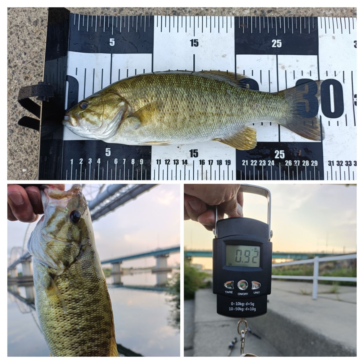 スモールマウスバス