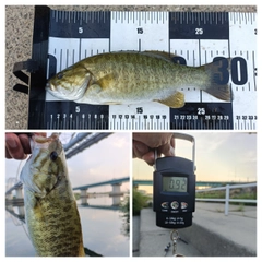 スモールマウスバスの釣果