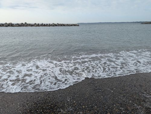 シロギスの釣果