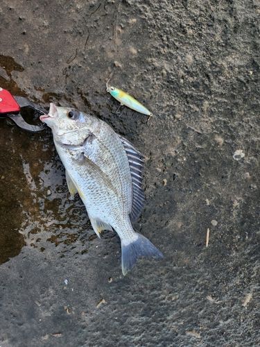 キビレの釣果