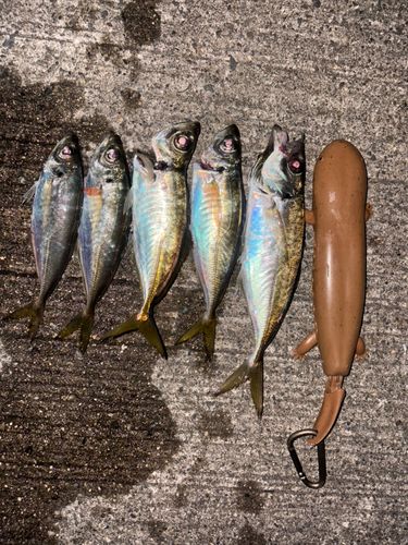 アジの釣果