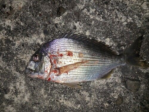 ヘダイの釣果
