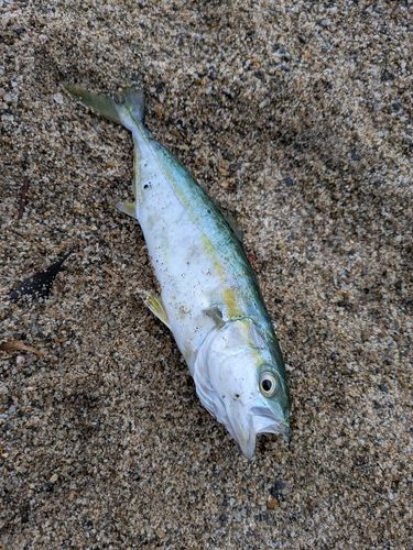 ツバスの釣果