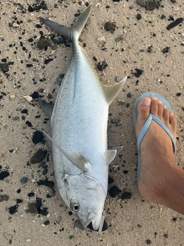 オニヒラアジの釣果