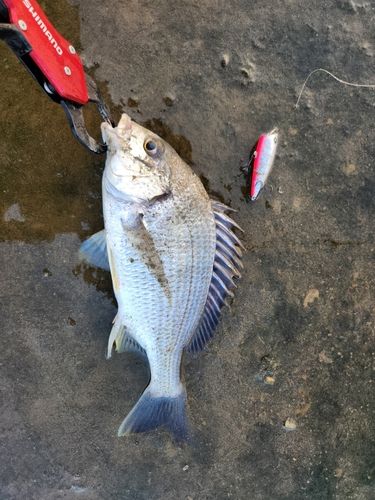 キビレの釣果