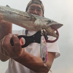 サゴシの釣果