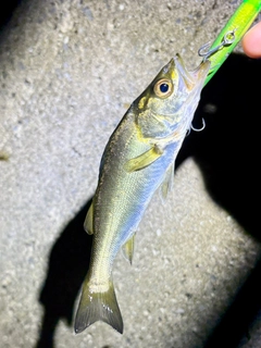 セイゴ(マルスズキ)の釣果