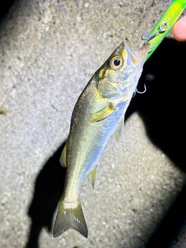 セイゴ（マルスズキ）の釣果