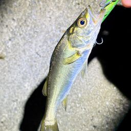 セイゴ（マルスズキ）