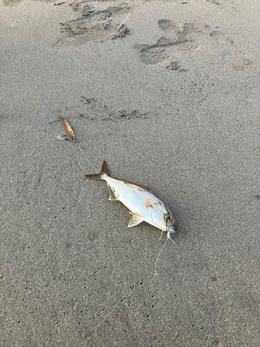 ショゴの釣果
