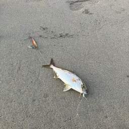 ショゴ