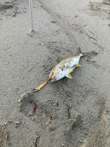 ショゴの釣果