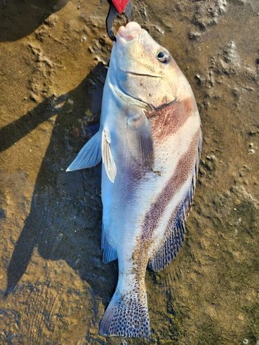 コショウダイの釣果