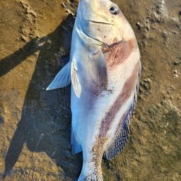 コショウダイ
