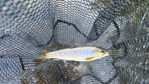 ブラウントラウトの釣果