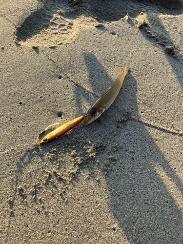 キスの釣果