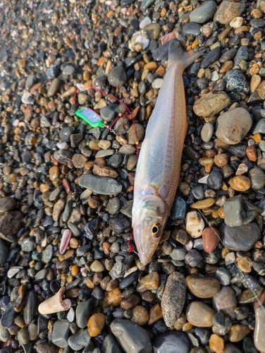 シロギスの釣果