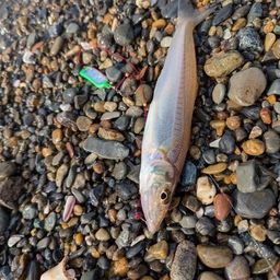 シロギス