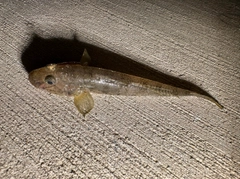 ハゼの釣果