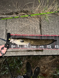 ナマズの釣果