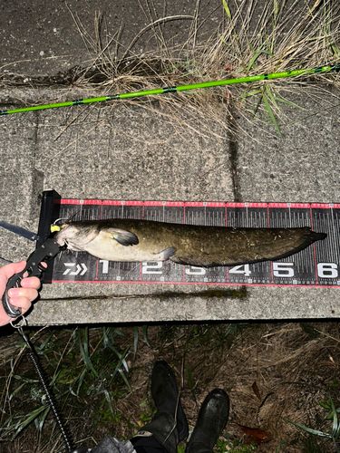 ナマズの釣果