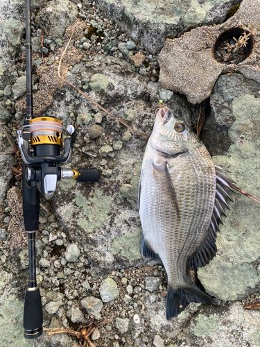 チヌの釣果