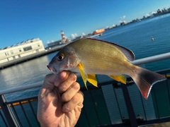クチナジの釣果
