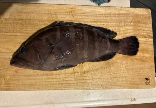 マハタの釣果