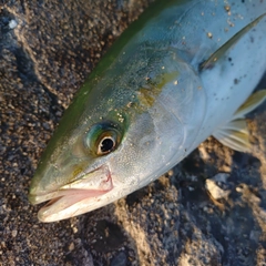 イナダの釣果