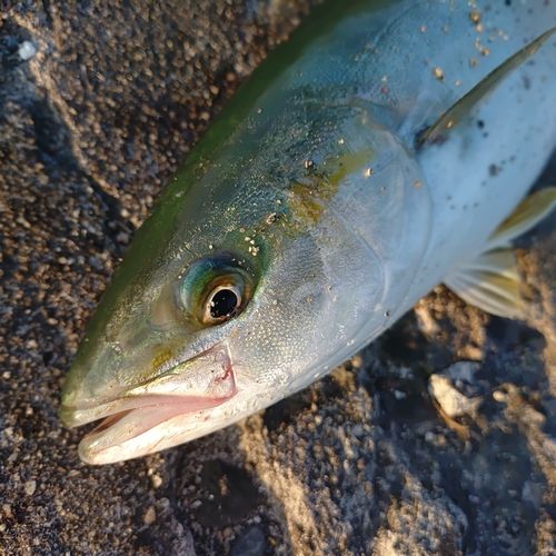 イナダの釣果
