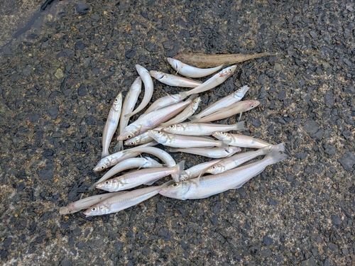 シロギスの釣果