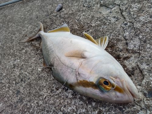 ショゴの釣果