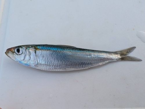 ミズンの釣果