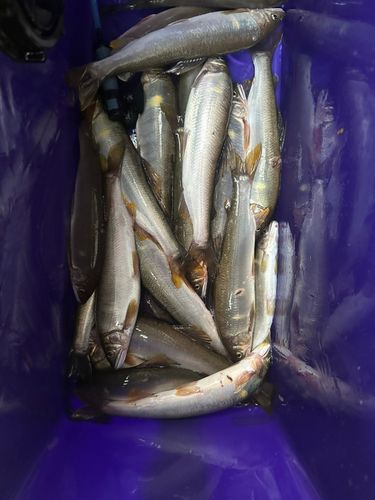 アユの釣果