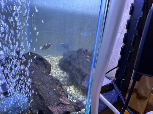 オヤニラミの釣果