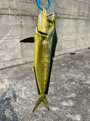 シイラの釣果