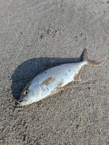 ショゴの釣果