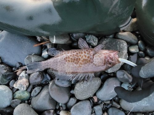 オオモンハタの釣果