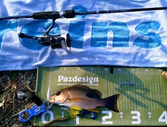 クロホシフエダイの釣果