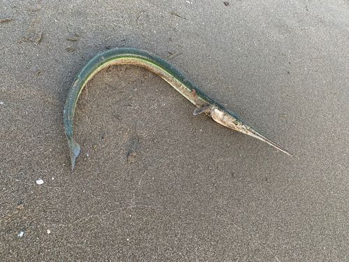 ダツの釣果