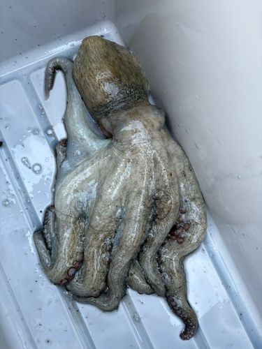 タコの釣果