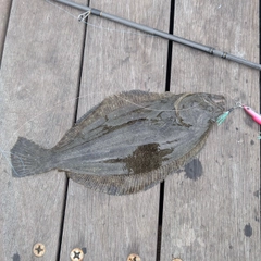 ソゲの釣果