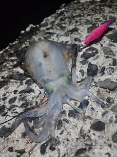 ネリゴの釣果