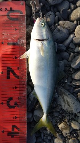 イナダの釣果