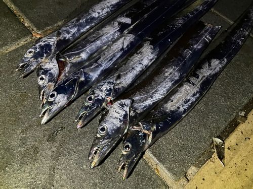 タチウオの釣果